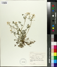 Corydalis flavula image