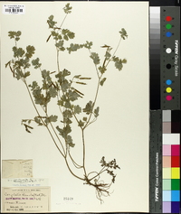 Corydalis flavula image