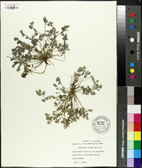 Corydalis flavula image