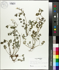 Corydalis flavula image