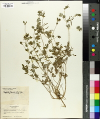 Corydalis flavula image