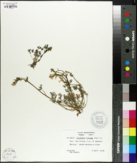 Corydalis flavula image