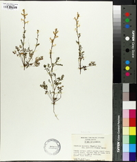 Corydalis micrantha image