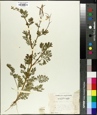 Capnoides sempervirens image