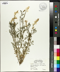 Corydalis micrantha image