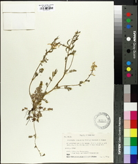 Corydalis campestris image