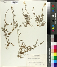 Corydalis micrantha image