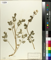 Capnoides sempervirens image