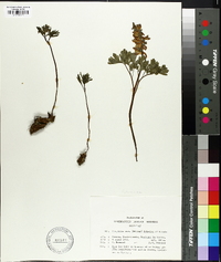 Corydalis cava image