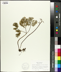 Dicentra canadensis image