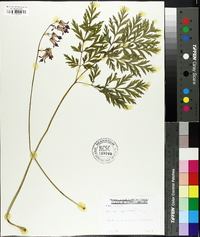 Dicentra eximia image