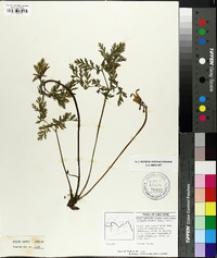 Dicentra eximia image