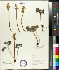 Dicentra cucullaria image