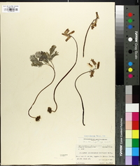 Dicentra canadensis image