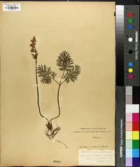 Dicentra cucullaria image