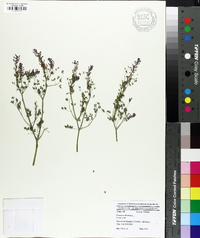 Fumaria officinalis image