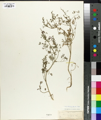 Fumaria officinalis image