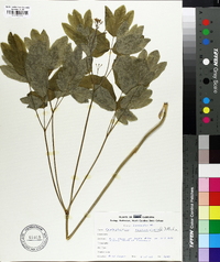 Caulophyllum thalictroides image