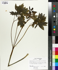 Caulophyllum thalictroides image