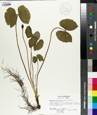 Jeffersonia diphylla image