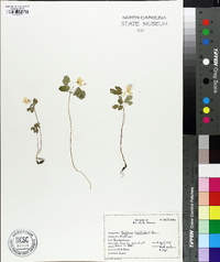 Thalictrum thalictroides image