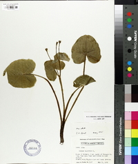 Caltha palustris image