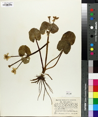 Caltha palustris image