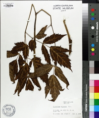 Actaea racemosa image