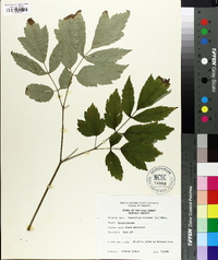 Actaea racemosa image