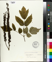 Actaea racemosa image