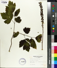 Actaea racemosa image