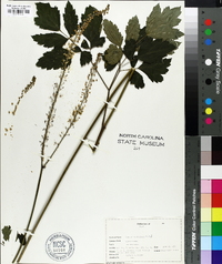 Actaea racemosa image