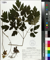 Actaea racemosa image