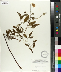 Clematis crispa image