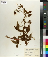 Clematis crispa image