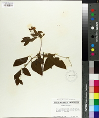 Clematis crispa image