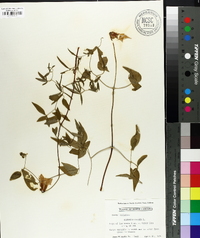 Clematis crispa image
