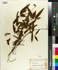 Clematis crispa image