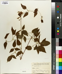 Clematis crispa image