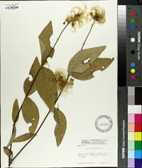 Clematis ochroleuca image