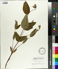 Clematis ochroleuca image