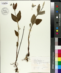 Clematis ochroleuca image