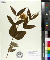 Clematis ochroleuca image