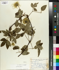 Clematis viorna image