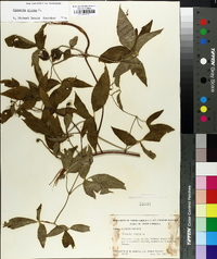 Clematis viorna image