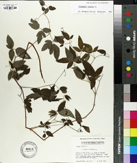 Clematis viorna image