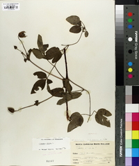 Clematis viorna image