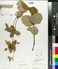 Clematis addisonii image