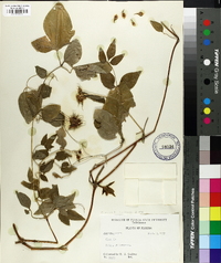 Clematis crispa image