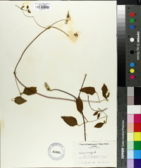 Clematis crispa image
